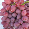 fresh red globe grapes Chinese red grapes red globe grape